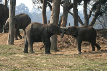 Kathmandu - Pokhara - Chitwan Tour