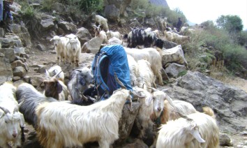 Simikot - Limi Valley Trek