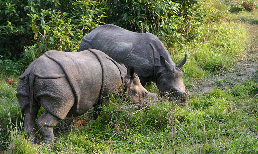 Kathmandu - Pokhara - Chitwan Tour