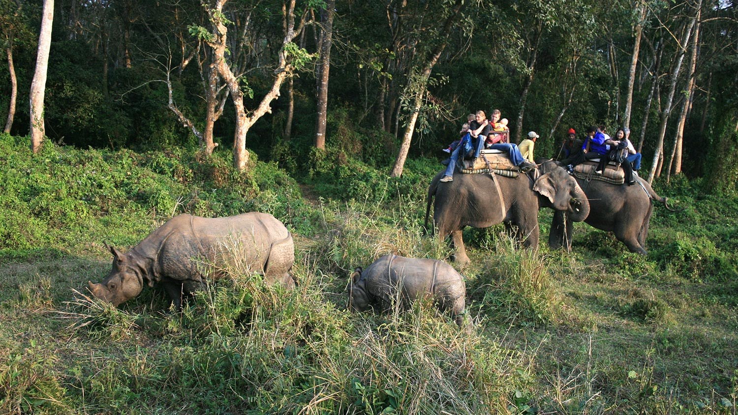 Jungle Safari Tour